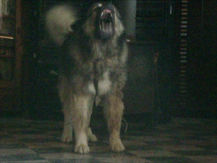 Volkodav "Wolf-Killer"